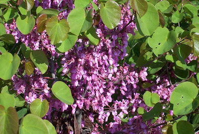 Judas-tree