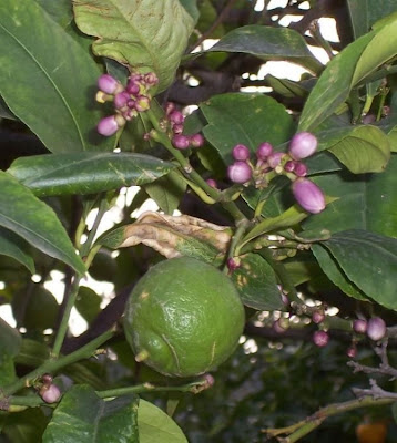 Limón Limón