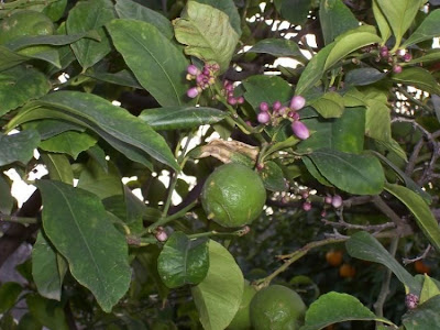 Limón Limón
