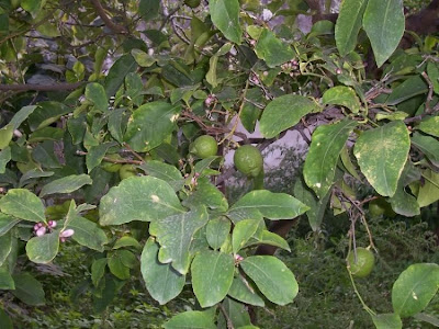 Limón Limón