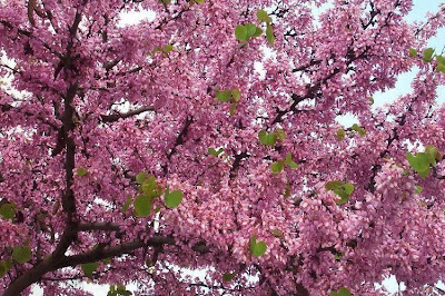 Cercis siliquastrum L.