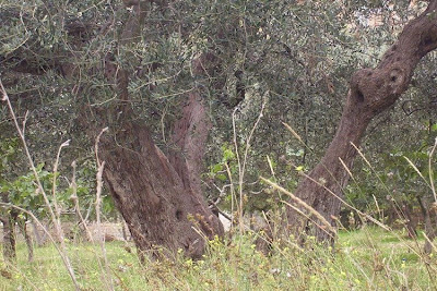 African olive African olive