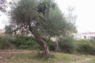African olive African olive