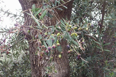 Olive