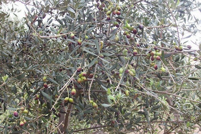 African olive African olive