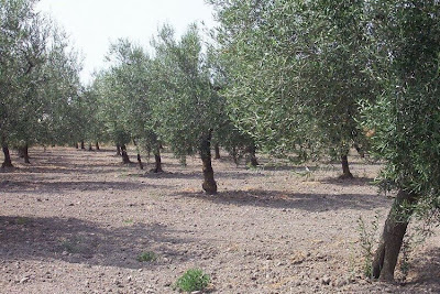 African olive African olive