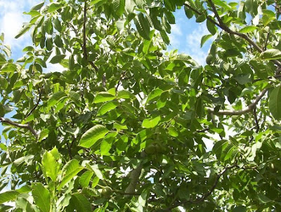 Juglans regia,
Carpathian walnut,
echte Walnu&szlig;,
English walnut,
hu tao,
Madeira walnut,
Noce comune,
nogal com&uacute;n,
nogal europeo,
nogal ingl&eacute;s,
nogueira-comum,
nogueira-europ&eacute;ia,
noyer commun,
Persian walnut,
Walnut