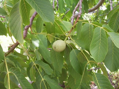 Juglans regia,
Carpathian walnut,
echte Walnu&szlig;,
English walnut,
hu tao,
Madeira walnut,
Noce comune,
nogal com&uacute;n,
nogal europeo,
nogal ingl&eacute;s,
nogueira-comum,
nogueira-europ&eacute;ia,
noyer commun,
Persian walnut,
Walnut