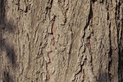 Ulmus minor,
,
European field elm,
Feldulme,
Olmo canescente,
Olmo comune,
orme champ&ecirc;tre,
ormeau,
Smooth Leaved Elm,
smoothleaf elm
