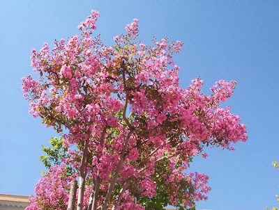 Escumilha