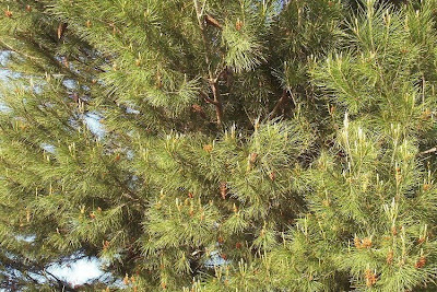 Aleppo Pine, Pinus halepensis Aleppo Pine, Pinus halepensis