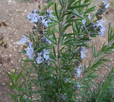 Rosmarinus officinalis L.