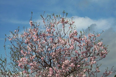 Almond Almond