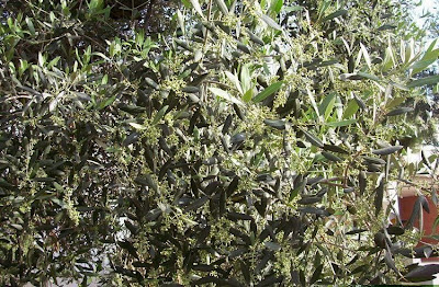 African olive African olive