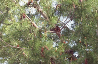 Aleppo Pine, Pinus halepensis Aleppo Pine, Pinus halepensis