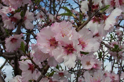 Almond Almond