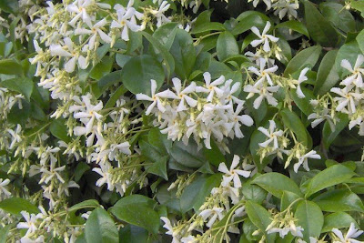Confederate jasmine