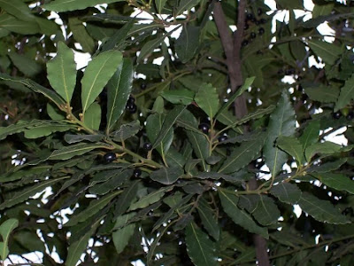 Louro-de-apol�nio