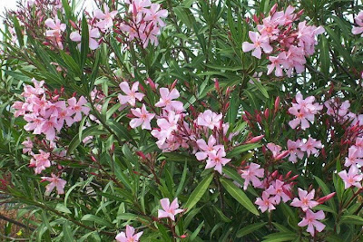 Rosebay