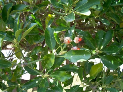 Japanese spindletree