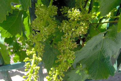 Echter Weinstock