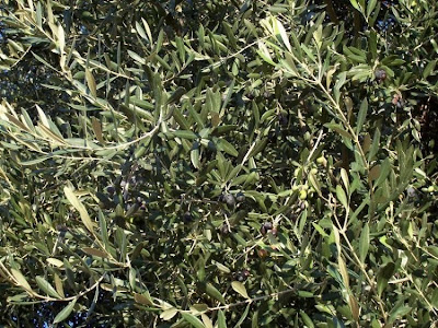 African olive African olive