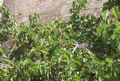 Common Mulberry Common Mulberry