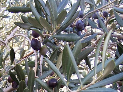 African olive African olive