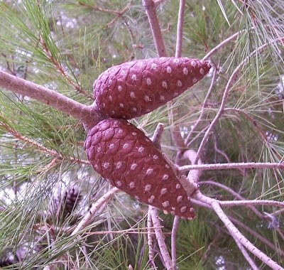 Aleppo Pine, Pinus halepensis Aleppo Pine, Pinus halepensis