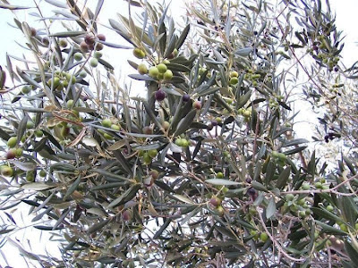 African olive African olive