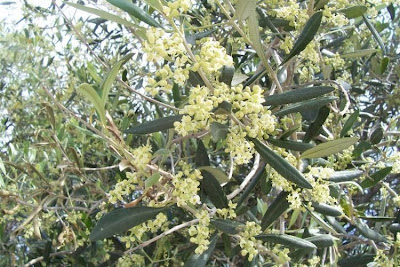 Olive Olive