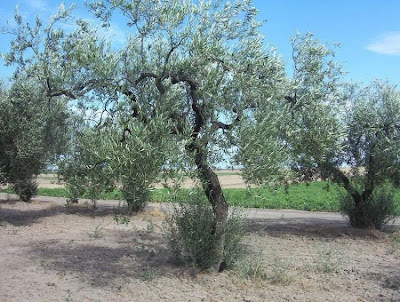 Olive