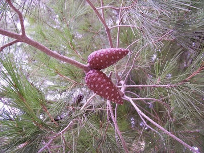 Aleppo Pine, Pinus halepensis Aleppo Pine, Pinus halepensis