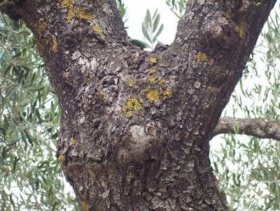 African olive African olive