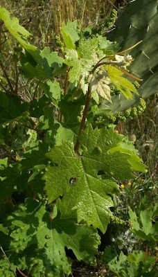 Echter Weinstock