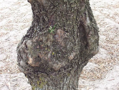 African olive African olive