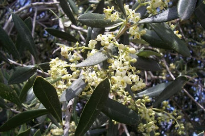Olive Olive