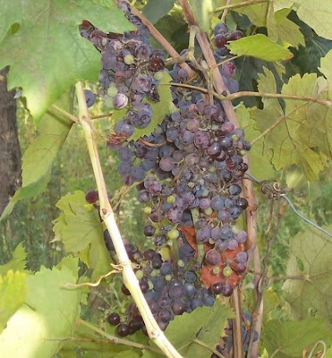 Echter Weinstock