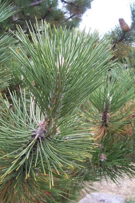 Corsican pine Corsican pine