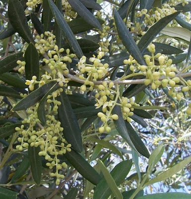 Olive Olive