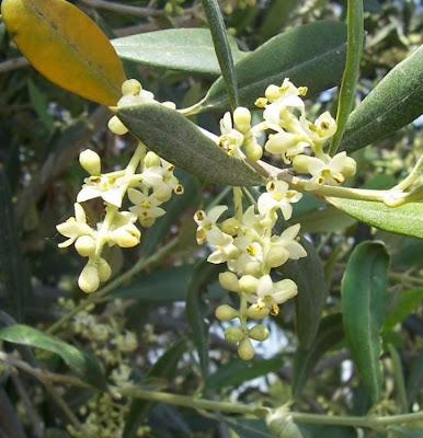 Olive Olive
