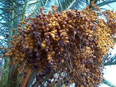 Canary Palm Canary Palm