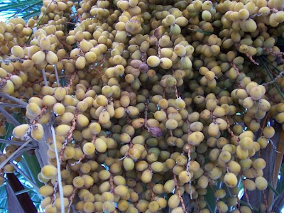 Canary Palm Canary Palm