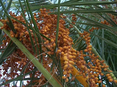 Canary Palm Canary Palm