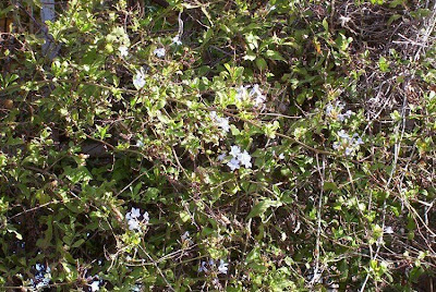 Dentelária-do-cabo Dentelária-do-cabo