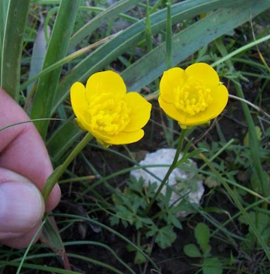 Ranunculus flabellatus,
Ranuncolo paludoso,
Water Yellow Crowfoot