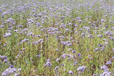 Büschelschön Büschelschön