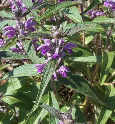 Phlomis herba-venti L.
