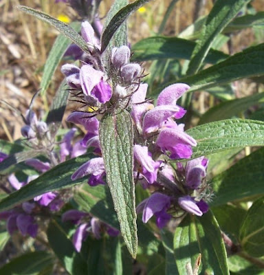 Phlomis herba-venti L.