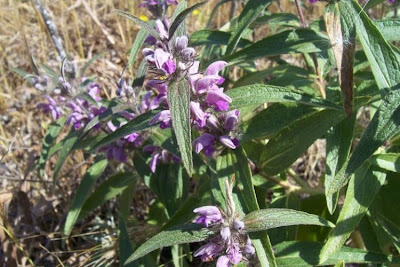 Phlomis herba-venti L.